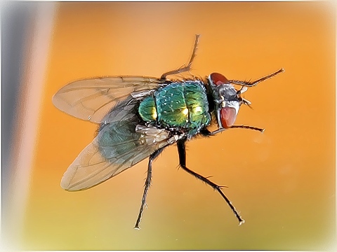 Мелодии живой природы. Муха