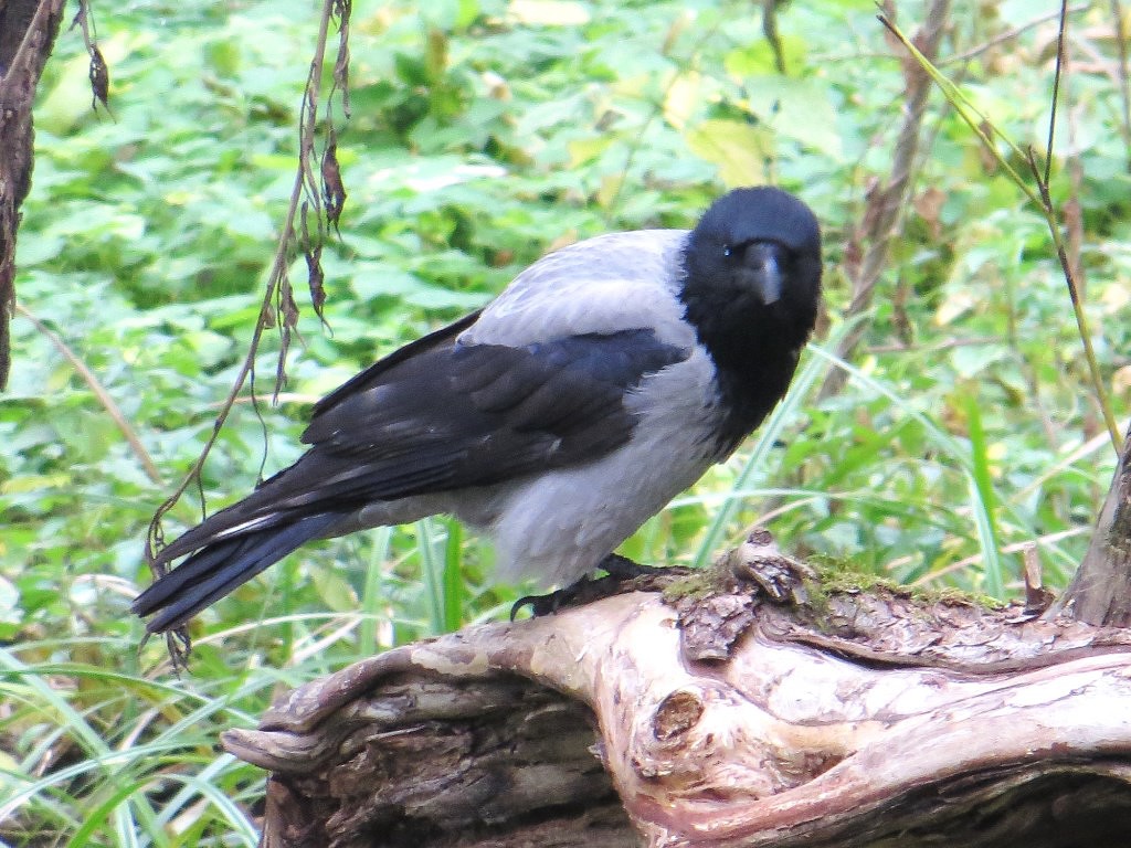 Размышляющая Ворона