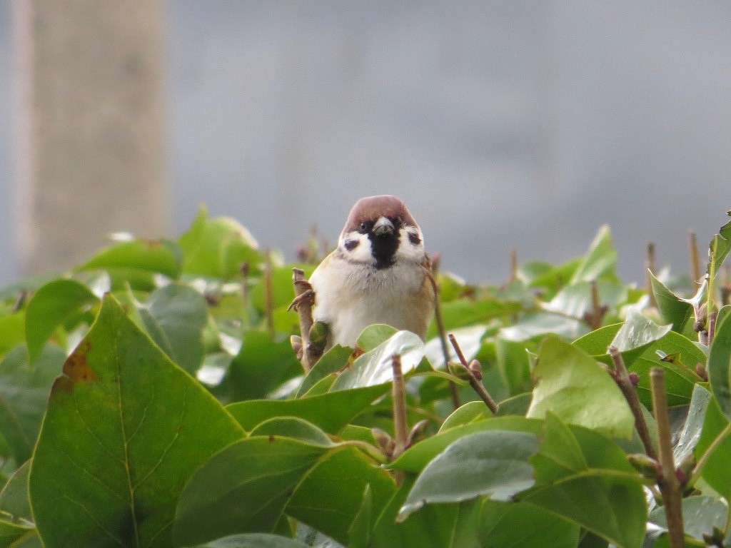 Взгляд в упор!