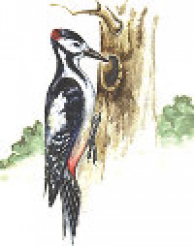 Ну, извините, пардонте - увы!