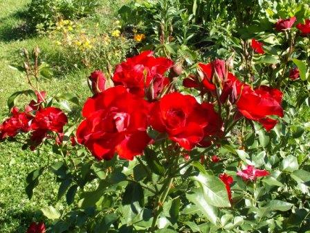 Я выращиваю розы