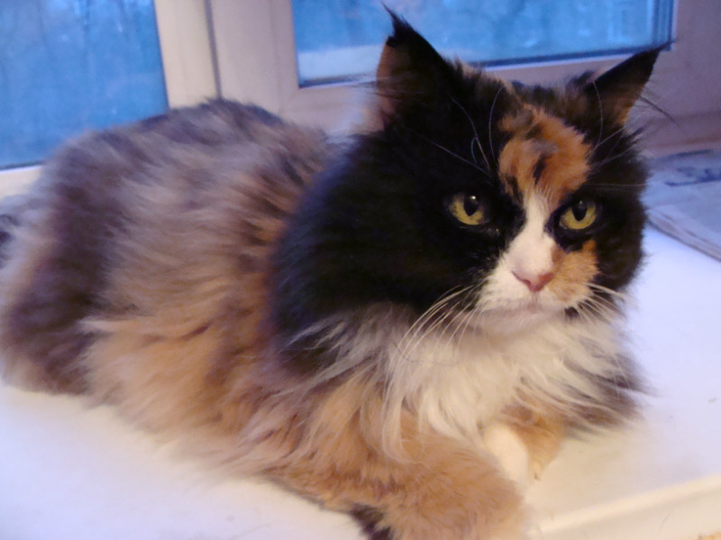 Вы и Ваша кошка