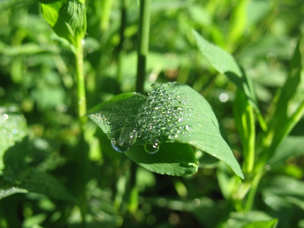 В ладони собирал...