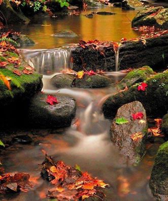 А осень тихо уходила...