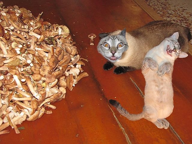 Остановись, мурка 14. 10. 2014г