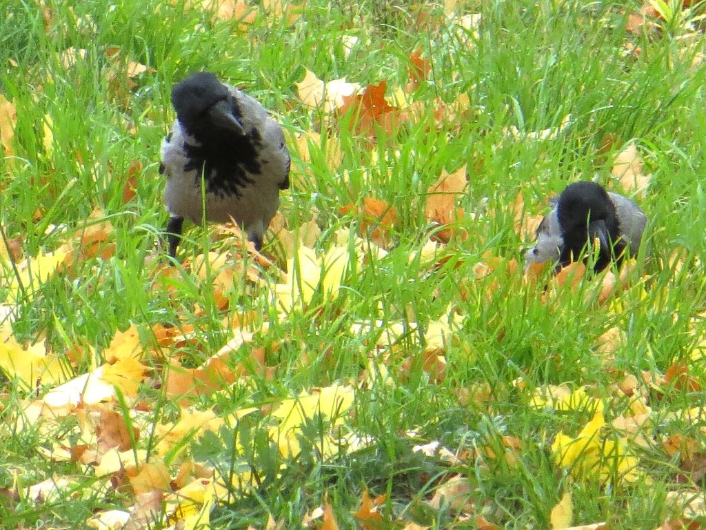 Как ругал Ворону Ворон