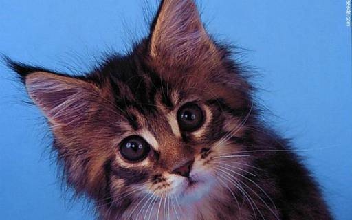 Хорошо, что у кота девять жизней, не одна!