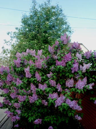 Я вспоминаю