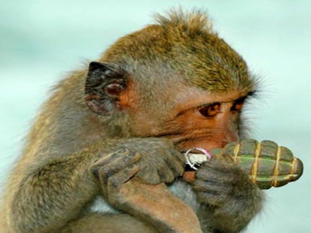 Мартышка с гранатой! басня