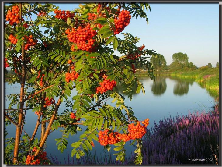 Наталия Луговец - Рябинки нежные кусты