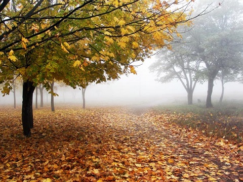 Листвой засыпает осенней