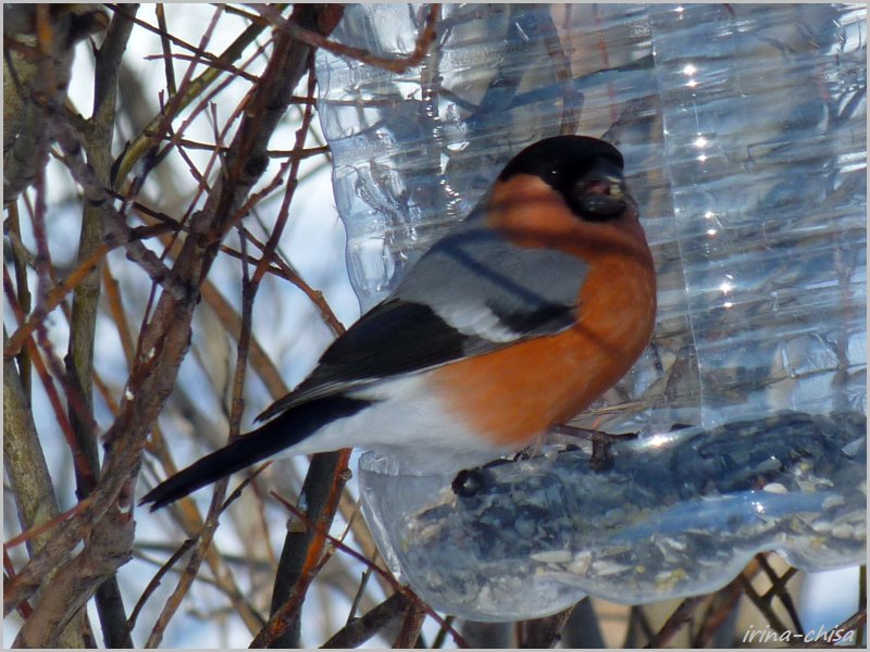 Людмила Ведерникова 2 - Рябиновая деревня - 3