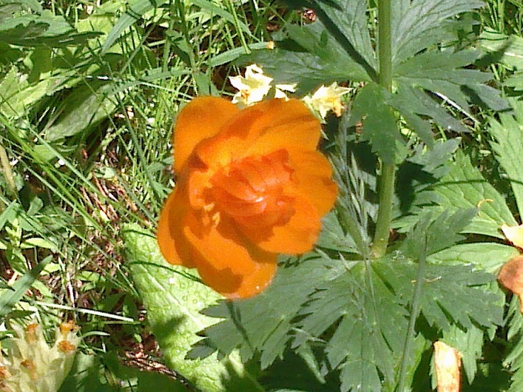 Жарки любимой соберу