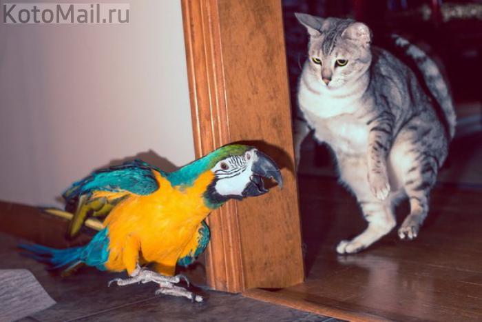 Котенок и попугай