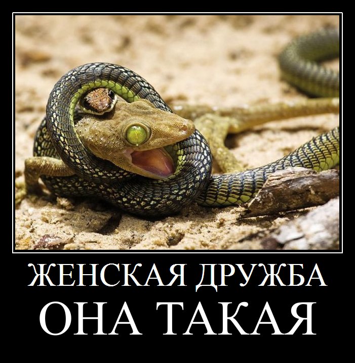 Подруги- падлюги...