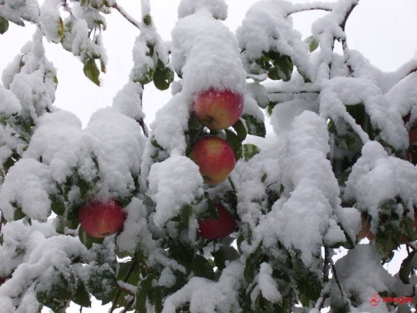 Барабанная дробь вечности