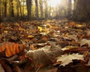 Преют листья под ногами