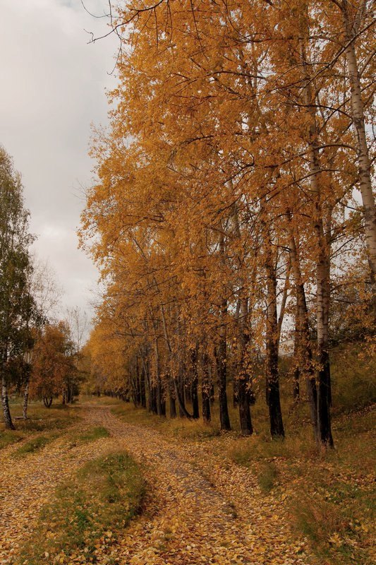 Осень на дорогах тополя