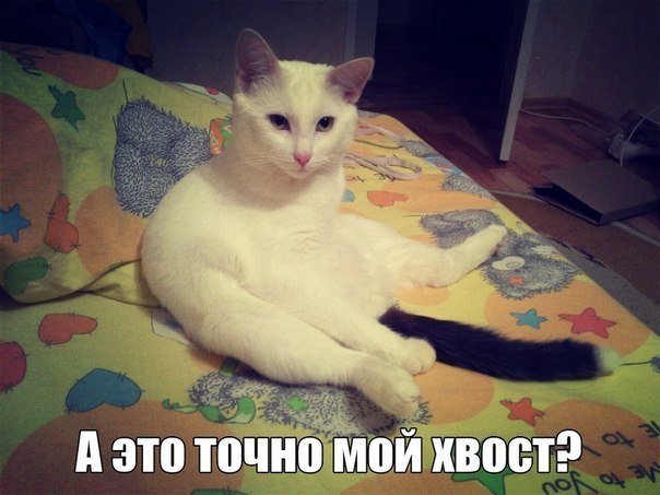 А это точно хвостик мой...