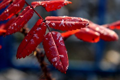 Холодный рассвет