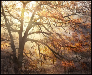 Осеннее солнце