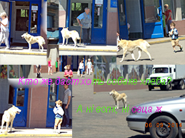 Кали Янус хатами правть,