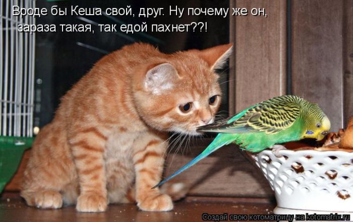 Кошачьи терзания