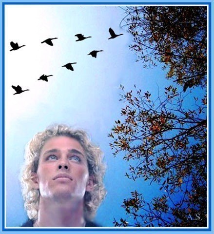 Летят журавли...