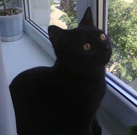 Любимец Мишка