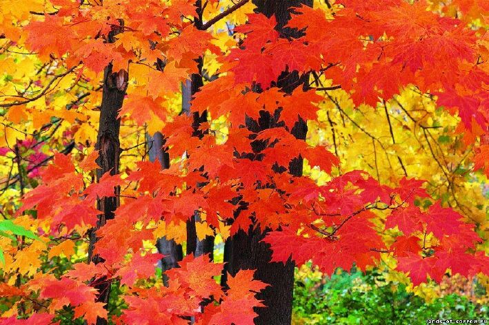 Люблю осенних листьев суету...