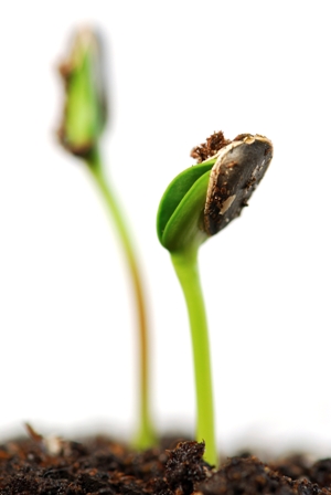 Прорасту. Уже всё знакомо