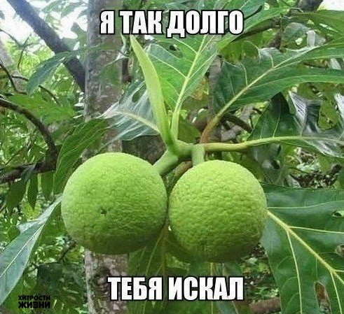 Обмани желудок...