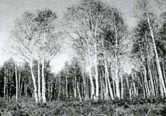 Продрогший сад...