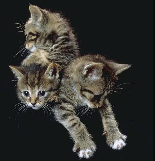 Коты и сметана. Михаил Придворов