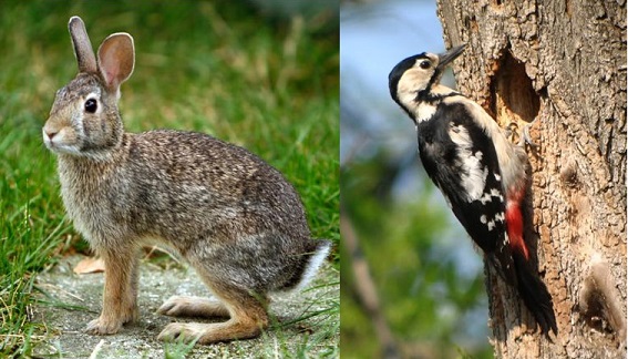 Заяц и Дятел