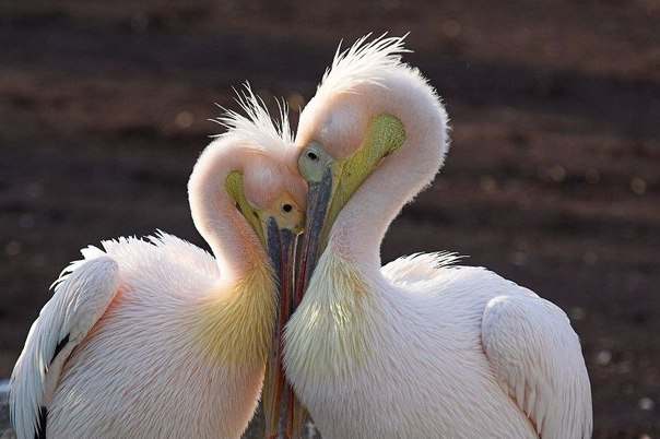 Мне выпало счастье