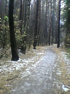 Лес уже почти что спит...