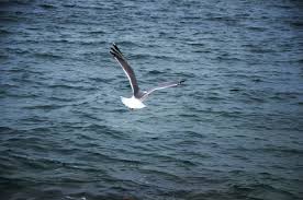 Душа моя, чайка