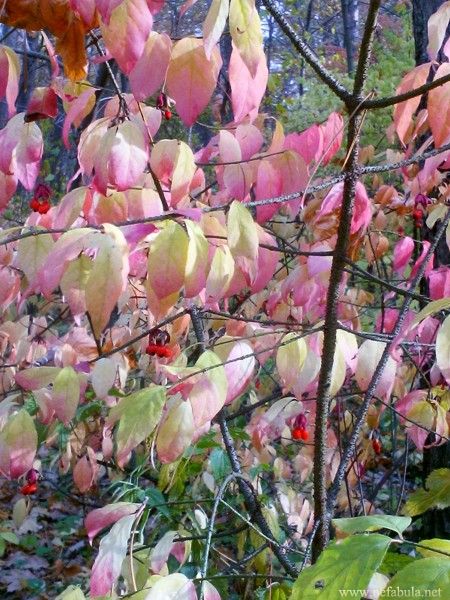 Сентябрь. Бересклет