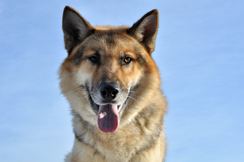 Страничка прошлого. Рекс