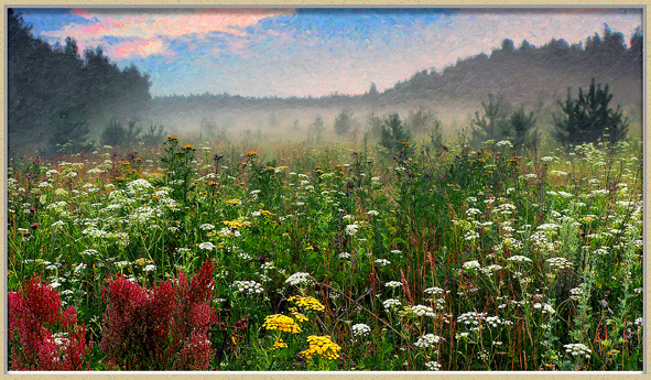 Милые осенние цветы! Два стих