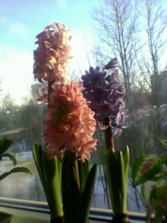 Волшебница-весна