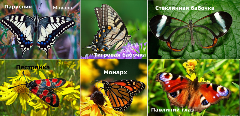 Фестиваль. Адела Василой