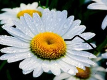 Я так больна тобою...