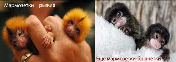 Обезьянки-мармозетки. Татьяна Овчинникова
