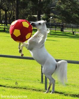 Конь. Татьяна Овчинникова