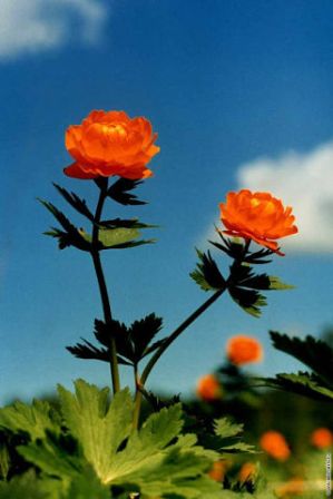 любимому... городу