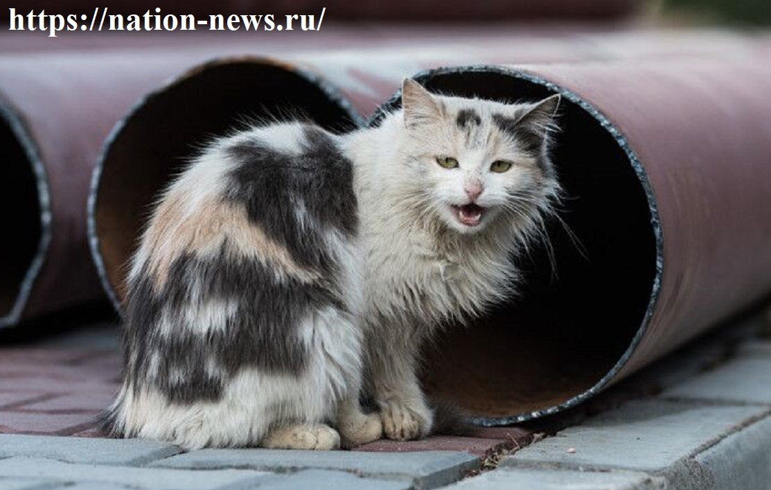 Я с рожденья кот бездомный