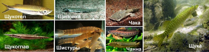 Щука. Скороговорка. Адела Василой