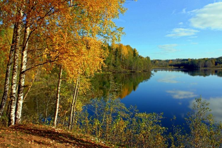 Осенняя Береза Фото